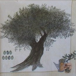 4795. Оливковое дерево