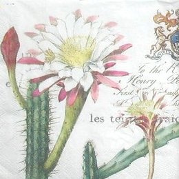 8302. Цветущие кактусы Гватемалы.
