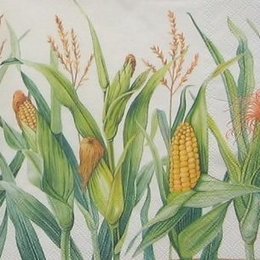 8672. Кукуруза. 20 шт., 7 руб/шт