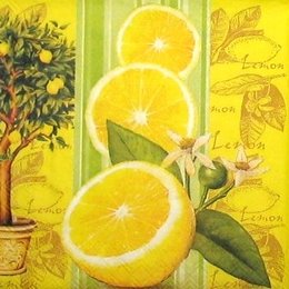 9077. Лимон и лимонное дерево