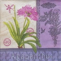 9331. Agapanthus.